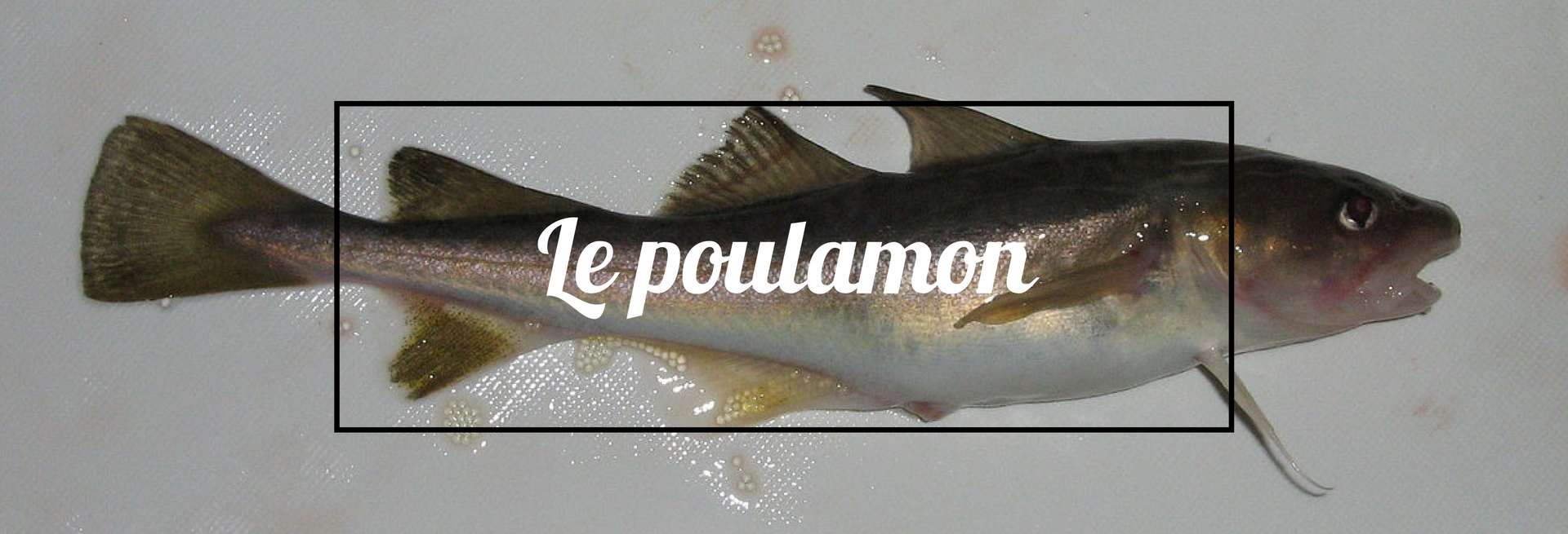 Poulamon atlantique, poisson des chenaux de Sainte-Anne-de-la-Pérade
